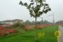 Building Lot Land in Mogliano Veneto (TV) 3