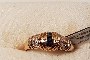 18 Carat Yellow Gold Ring - Diamonds - Sapphires 1