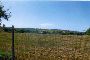 Agricultural land in Chiaravalle (AN) - LOT U 5