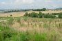 Terreni agricoli ad Osimo (AN) - LOTTO 19 2