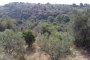 Agricultural lands in Avola (SR) - SHARE 1/2 - LOT 5 2