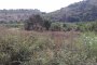 Agricultural lands in Avola (SR) - SHARE 1/2 - LOT 5 4