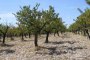 Terreni agricoli a San Giovanni Rotondo (FG) - LOTTO 3 6