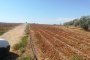 Terrenos agrícolas em Niscemi (CL) - LOTE 3 2