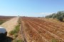 Terreni agricoli a Niscemi (CL) - LOTTO 3 2