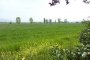 Terreni agricoli ad Assisi (PG) - LOTTO 2 3