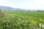 Agricultural lands in Assisi (PG) - BARE OWNERSHIP - LOT 3 2