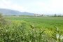 Terreni agricoli ad Assisi (PG) - NUDA PROPRIETA' - LOTTO 3 2