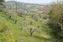 Agricultural lands in Spinetoli (AP) - SHARE 2/3 - LOT 7 1
