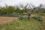 Terrenos agrícolas en Spinetoli (AP) - CUOTA 2/3 - LOTE 7 5