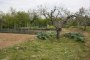 Terreni agricoli a Spinetoli (AP) - QUOTA 2/3 - LOTTO 7 5