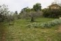 Agricultural lands in Spinetoli (AP) - SHARE 2/3 - LOT 7 6