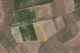 Agricultural land in Cerignola (FG) - SHARE 1/2 1