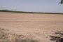 Agricultural land in Cerignola (FG) - SHARE 1/2 5