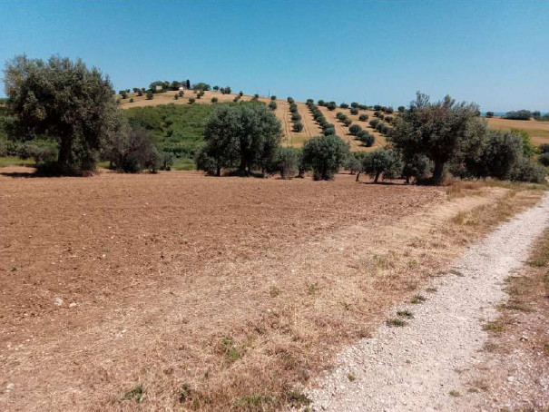 Agricultural lands in Martinsicuro (TE) - LOT 3