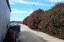 Canopies, Lighting Poles, Gate and Vases 6