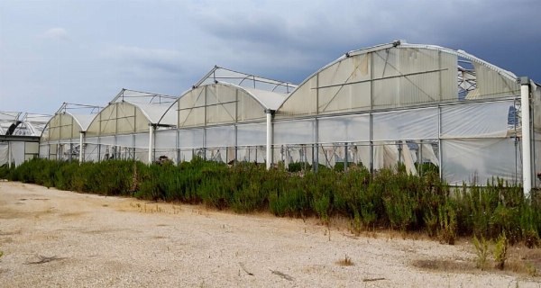 Greenhouse Structures - Machinery and Equipment - Bank 22/2022 - Latina Law Court - Sale 2