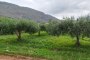 Terreno agricolo a San Vito Lo Capo (TP) - LOTTO 1 3
