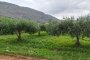 Agricultural land in San Vito Lo Capo (TP) - LOT 1 3