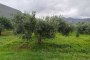 Agricultural land in San Vito Lo Capo (TP) - LOT 1 4