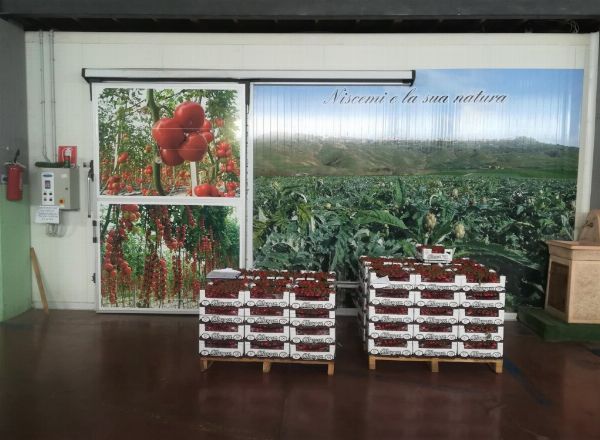 Distribución de frutas y verduras - Equipamiento y vehículos - Conc. Completo Liq. om 1/2018 - Trib. de Gela - Venta 3