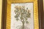 N. 2 Ancient Numbered Prints 2