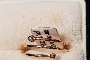Anello Oro Rosa 18 Carati - Diamanti 0,01 ct 1