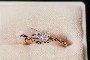 Ring i 18 karat roségull - 0,05 ct diamanter 1