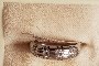 18 Carat White Gold Ring - Diamonds 1