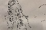Autor Desconocido - Ženy - Grafické dílo 4