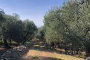 Terreno agricolo a Bitonto (BA) - LOTTO 2 4