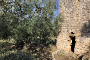 Terreno agricolo a Bitonto (BA) - LOTTO 2 5