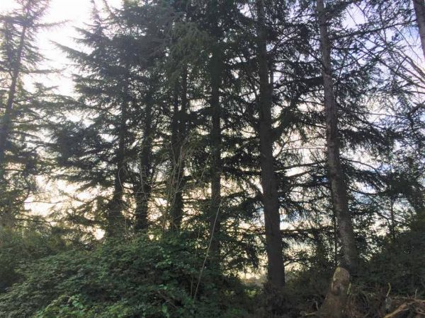 Alberi ornamentali - Fall. n. 104/2016 - Trib. Napoli Nord - Vendita 3