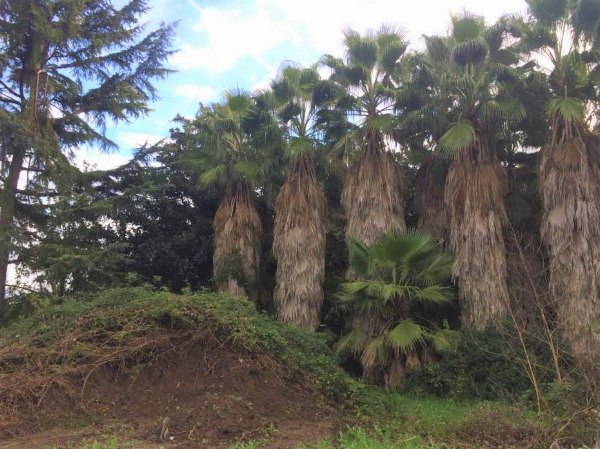 Alberi ornamentali - Fall. n. 104/2016 - Trib. Napoli Nord - Vendita 3