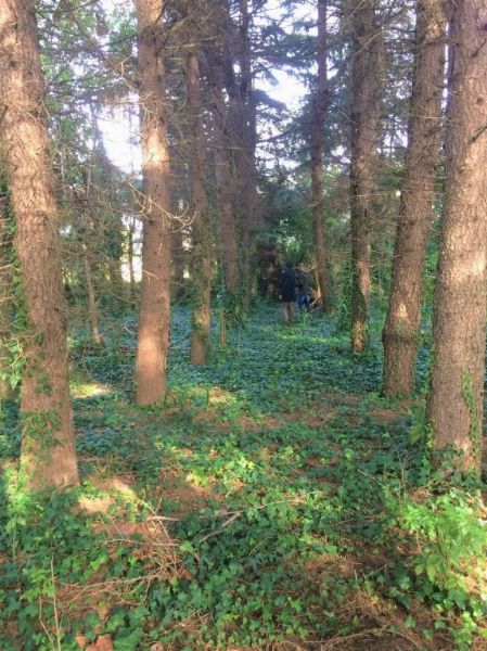 Alberi ornamentali - Fall. n. 104/2016 - Trib. Napoli Nord - Vendita 3