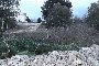 Building lands in Putignano (BA) - LOT 6 4