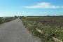 Terreni agricoli a Montemilone (PZ) 3