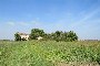 Terrain agricole et partie de bâtiment en ruine à Castagnaro (VR) - LOT B6 2