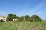 Terrain agricole et partie de bâtiment en ruine à Castagnaro (VR) - LOT B6 3