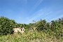 Terrain agricole et partie de bâtiment en ruine à Castagnaro (VR) - LOT B6 6
