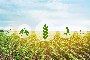Terrain agricole à Urgnano (BG) - LOT 2 1
