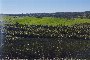 Instalaciones y terrenos para explotación porcina ibérica en provincia de Huelva  3