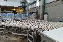 Automatic packaging line for toasted bread Syncropack 2