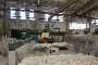 Pedrini Bridge Saw 3