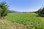 Agricultural land in Bassano del Grappa (VI) 4
