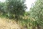Terreni agricoli a Sonnino (LT) 4