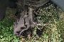 Autocarro Trasport Rifiut Solid Nissan Nt400 Cabstar 35.14 6