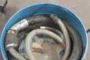 Aspiratore Industriale Rigler 2
