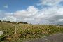 Terreni agricoli a Guidonia Montecelio (Roma) - LOTTO GM T001 3