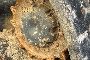 Gosenicni mini nakladač Eurocomach 18TL 5